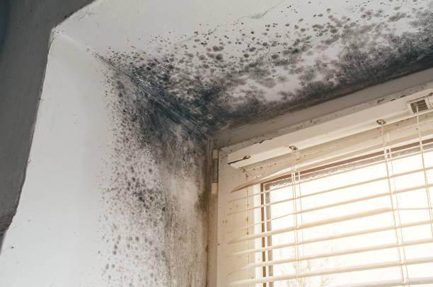 Trusted Mold Inspection service in Florence, OR - Cheap Mold Removal